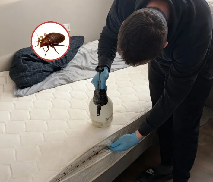 Technicien traitant un matelas contre les punaises de lit à Créteil